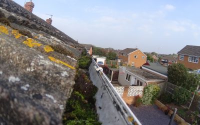 Moss on the roof