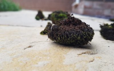 Why moss on your patio could be a warning sign